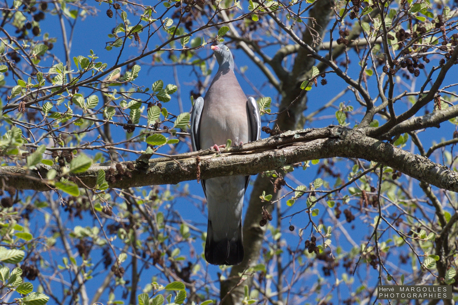 Pigeon ramier-01.JPG